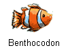 Benthocodon