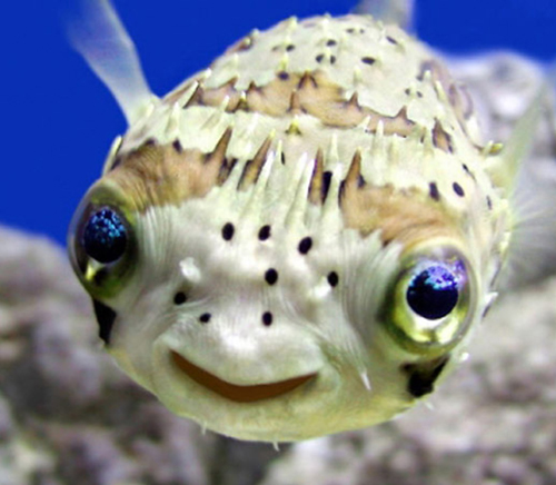 big eye fish 500 pixels